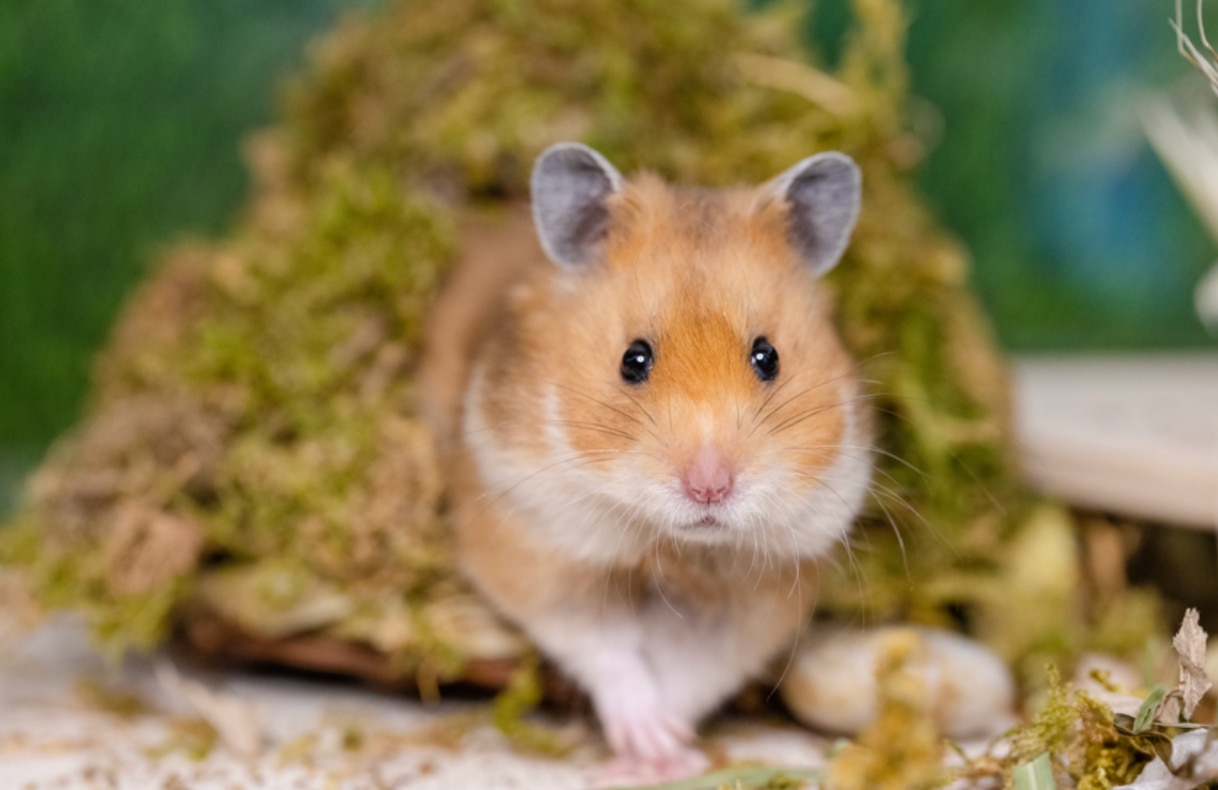 hamster